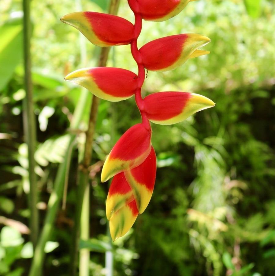 Heliconia Apartment