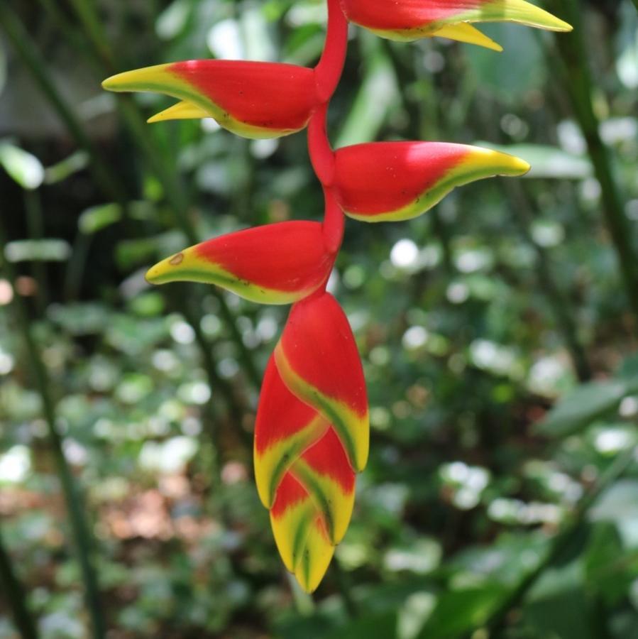Heliconia Port Douglas