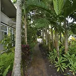 Tropical Palms