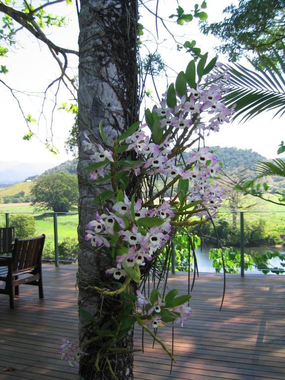 Daintree Village Bed & Breakfast Port Douglas