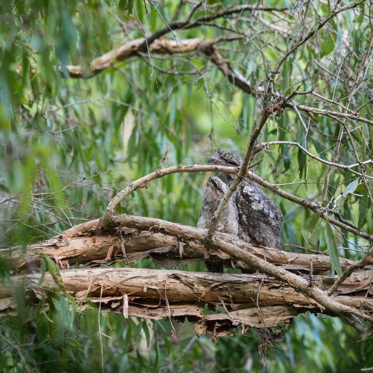 Thala Nature Reserve Port Douglas