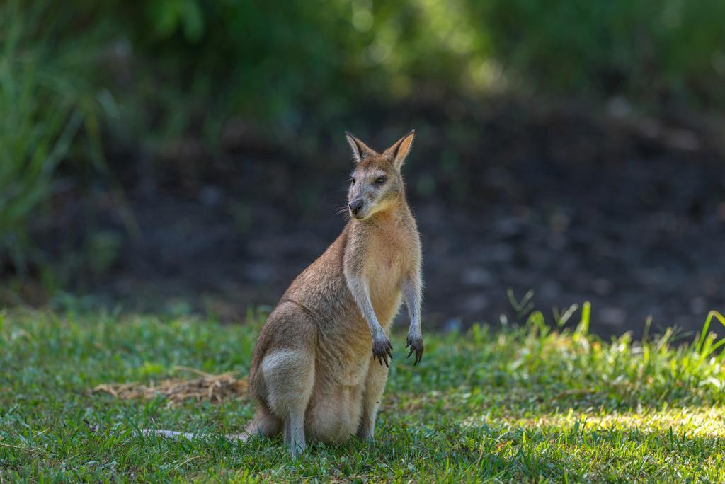 Thala Nature Reserve Port Douglas
