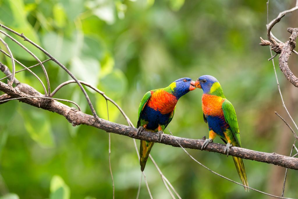 Resort Thala Nature Reserve Port Douglas