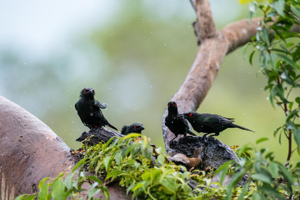 Thala Nature Reserve