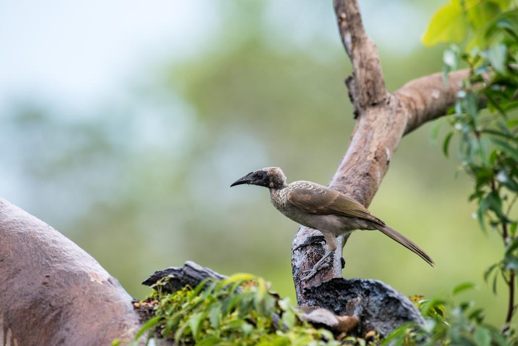 Resort Thala Nature Reserve 5*