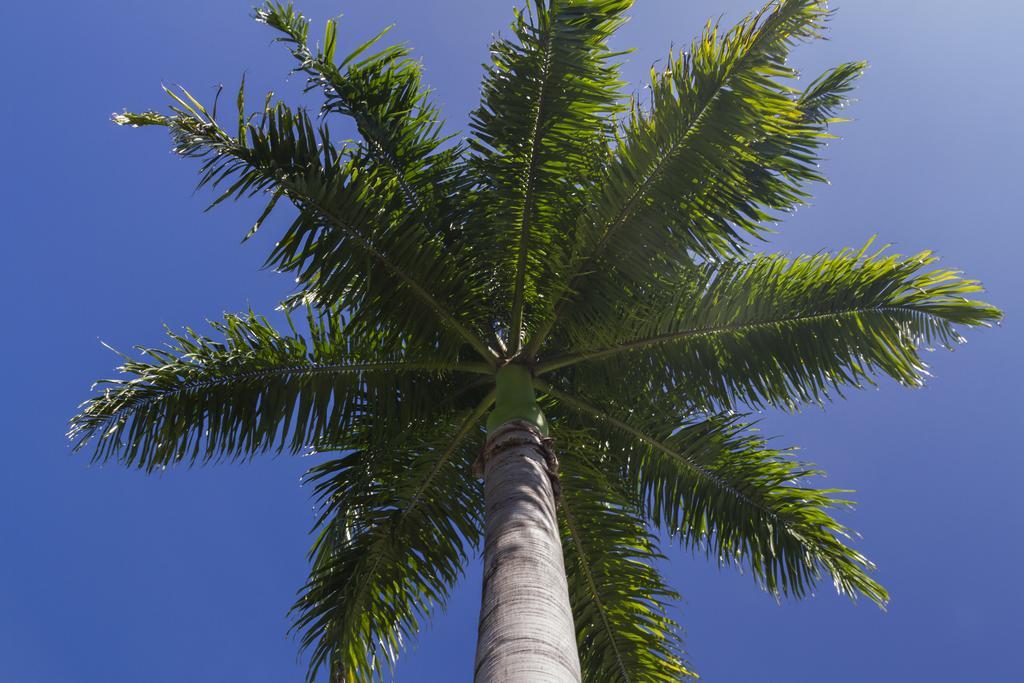 Resort Plantation Port Douglas