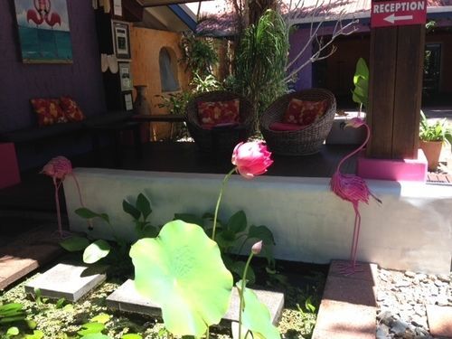 Pink Flamingo 4*