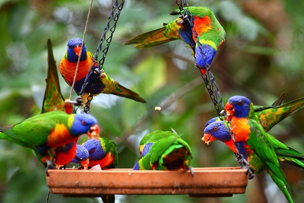 Resort Thala Nature Reserve Port Douglas