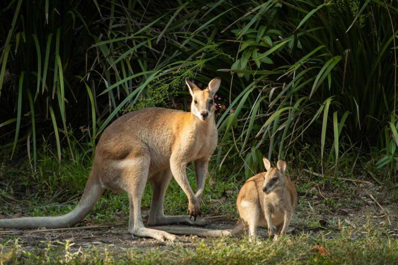 Resort Thala Nature Reserve Port Douglas