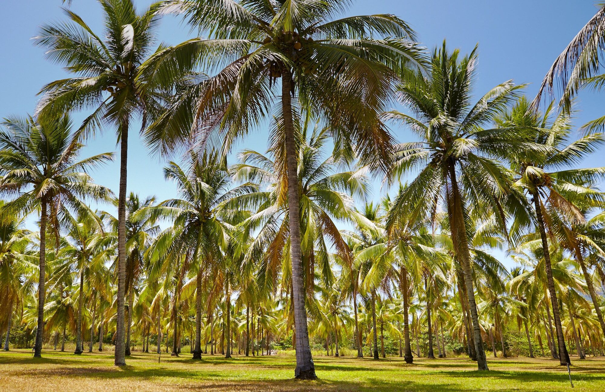 Resort Thala Nature Reserve Port Douglas